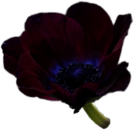 Bordeaux Anemone