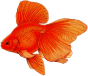 Goldfish With Large Fins Drawing