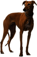 Brown Greyhound
