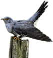 Cuckoo on A Wooden Pole