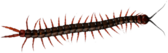 Centipede