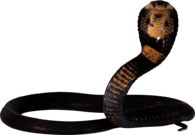 Cobra Snake