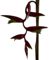 Scarlett Red Hanging Heliconia