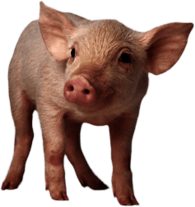Small Pig