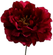 Dark Pink Peony