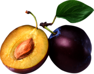 Open Plum