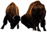 Fighting Bisons
