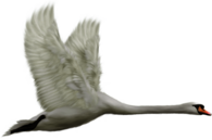 Flying Swan