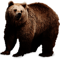 Brown Bear