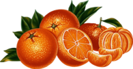 Orange Illustration