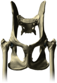 Pelvis Bones