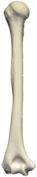 Humerus Bone