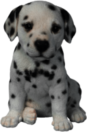 Dalmatian Puppy