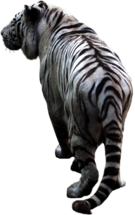 White Tiger Back