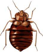 Bed Bug Illustration