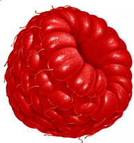 Large Raspberry Illustration