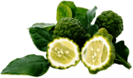Kaffir Lime