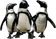 Penguin Trio