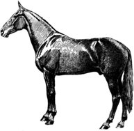 Vintage Horse Silhouette