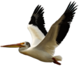 Flying White Pelican