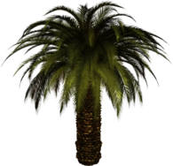Big Palm Tree
