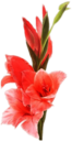Gladiolus