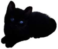 Cute Little Black Cat