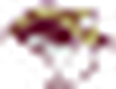 Texas A&m International Dustdevils