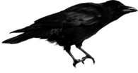Black Crow