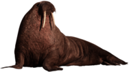 Walrus Resting
