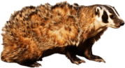 American Badger