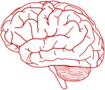 Red Drawing of Brain