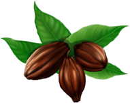 Cacao Beans With Green Leaves