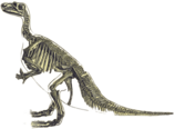Iguanodon Dinosaur Skeleton
