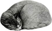 Sleeping Cat Vintage Drawing