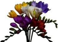 Freesia Mix