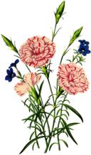 Beautiful Flower Clipart