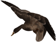 Flying Duck