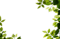 Leaves Frame