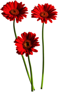 Red Gerbera Trio