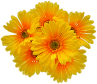 Yellow Gerberas