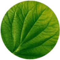 Garnier Leaf 