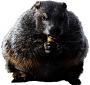 Groundhog Eating Peanut