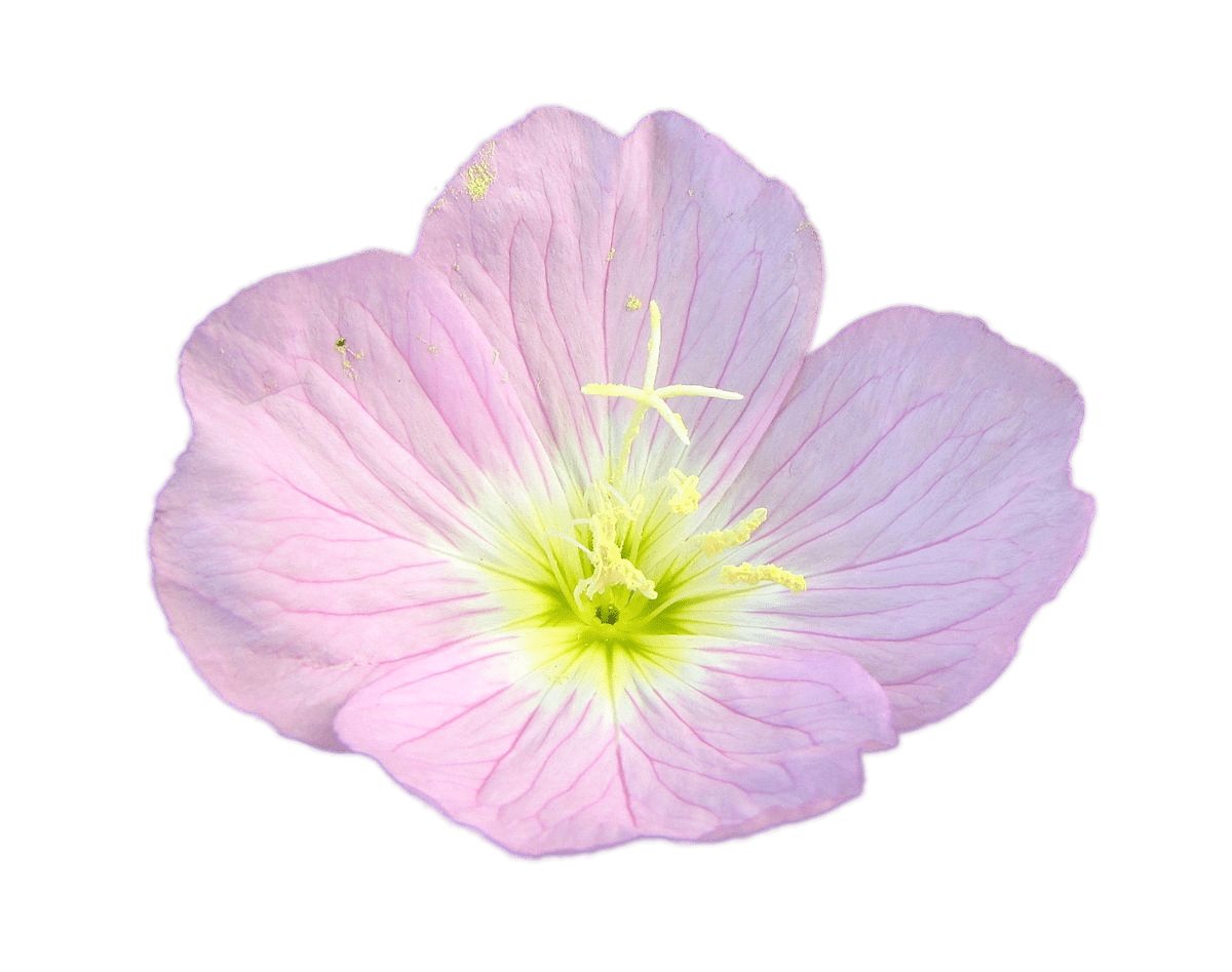 Pink Buttercup