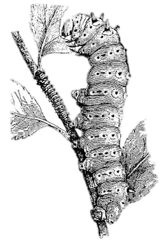 Silkworm on A Branch Illustration