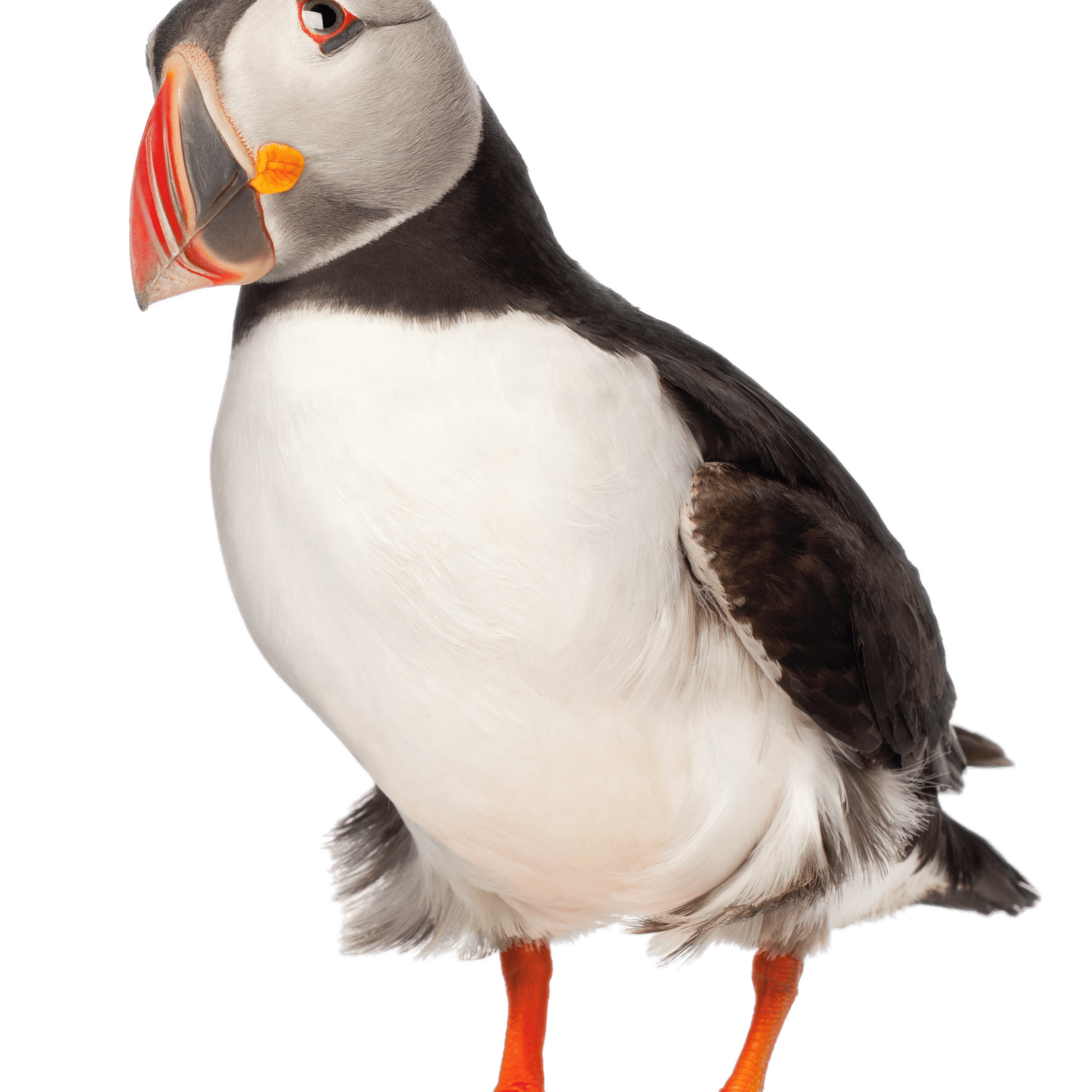 Adult Puffin