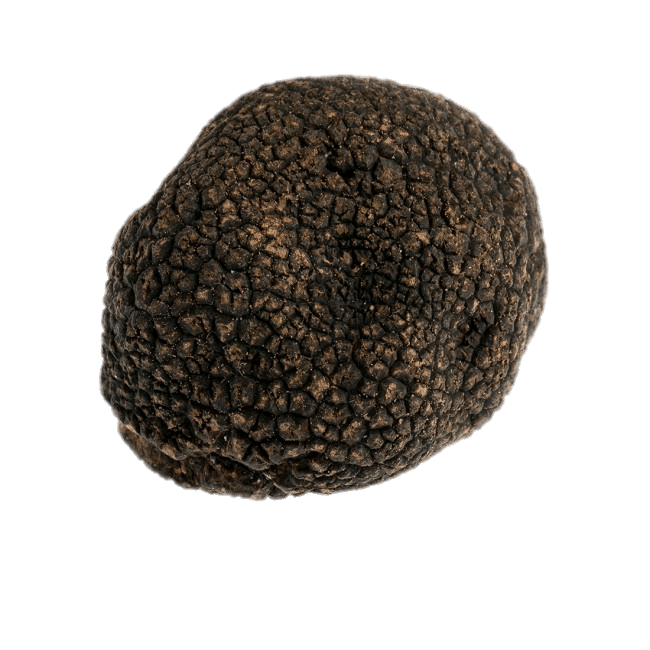Black Truffle