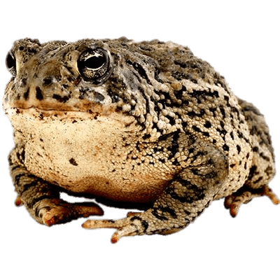 Toad
