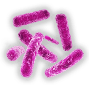 Legionella Bacteria