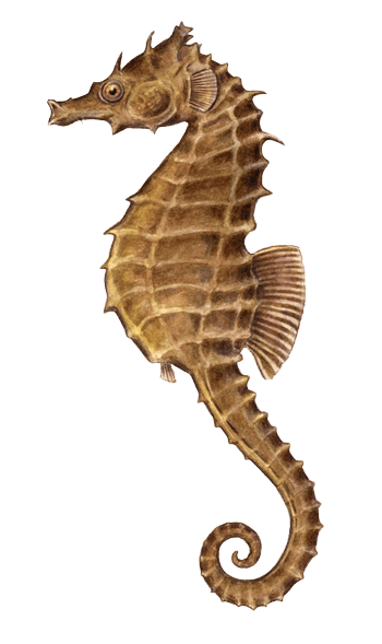 Seahorse Illustration